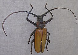 Enoplocerus armillatus