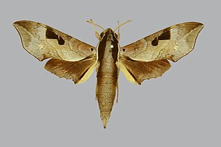 <i>Enpinanga borneensis</i> species of insect