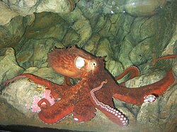 Kæmpestillehavsblæksprutte Akvariet i Washington D.C.