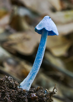 Entoloma hochstetteri 34200.jpg