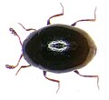 Ephistemus globulus (Paykull, 1798) Cryptophagidae