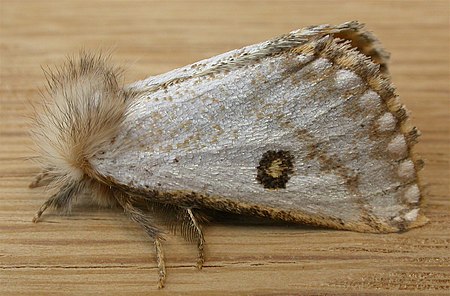 Epicoma melanosticta