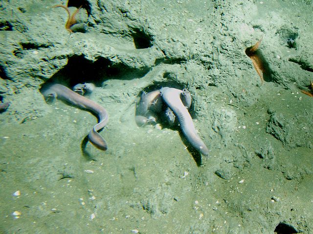 Pacific hagfish 640px-Eptatretus_stoutii