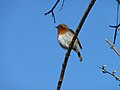 Erithacus rubecula