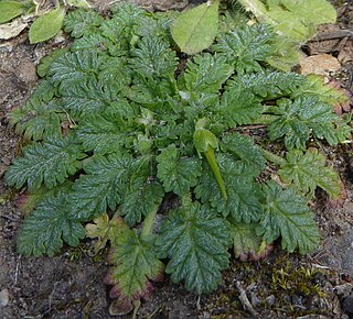 <i>Erodium maritimum</i> Species of flowering plant