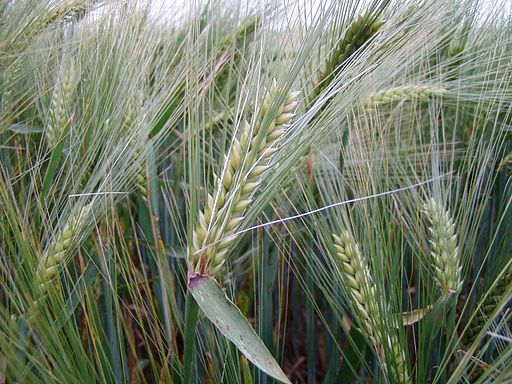 Escourgeon-Hordeum vulgare subsp. vulgare