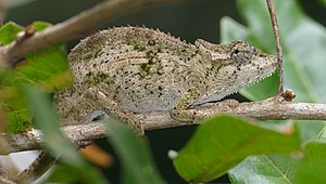 Eshowe Dwarf Chameleon (Bradypodion caeruleogula) (46528288561).jpg