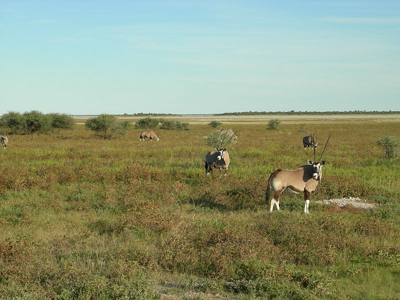 File:Etosha National Park, Namibia (2875262567).jpg
