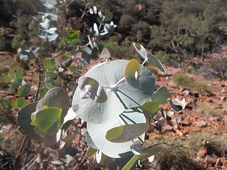 Eucalyptus_gamophylla