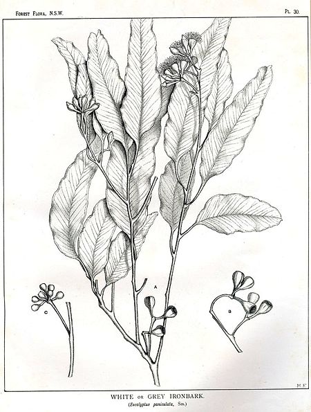 Eucalyptus_paniculata