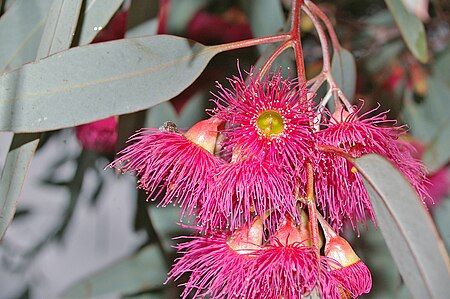 Eucalyptus_sideroxylon