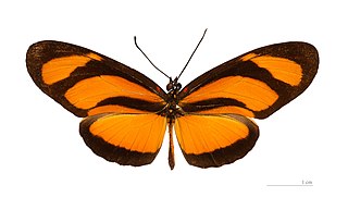 <i>Eueides lybia</i> Species of butterfly