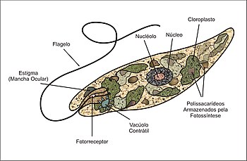 Euglena: Form and function, Reproduction, As a food source