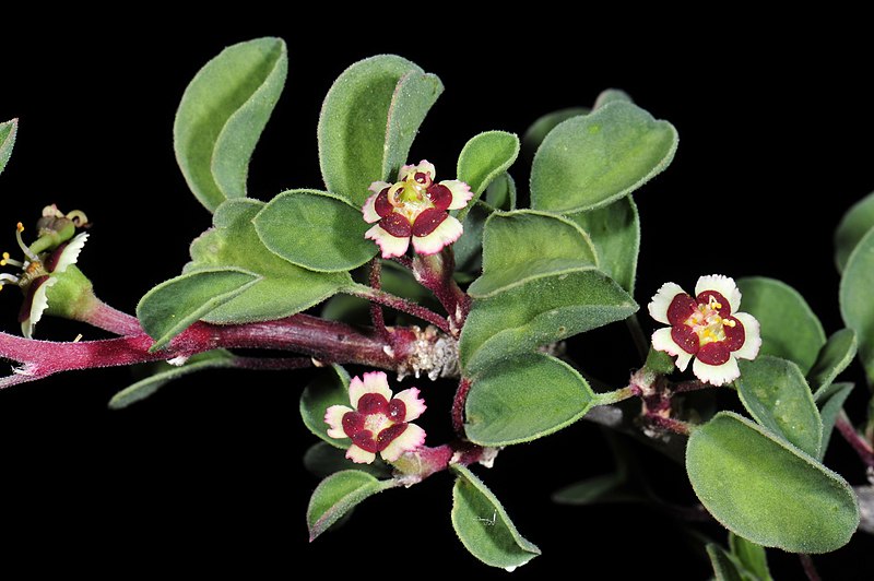 File:Euphorbia misera 38283422.jpg