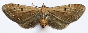 Ragwort pachyderm (Eupithecia absinthiata), female