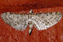 Eupithecia misturata