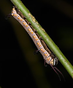 Euploea core, Common Crow, is a common butterfly found in South Asia, belongs to the Crows and Tigers subfamily of Nymphalidae. Here the larva is feeding on its host plant, Carissa carandas.