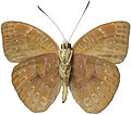 Euriphene aridatha male ventral.jpg