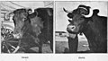 Ezra Meeker's oxen, Twist and Dave, approximately 1905-1906 (PORTRAITS 1349).jpg