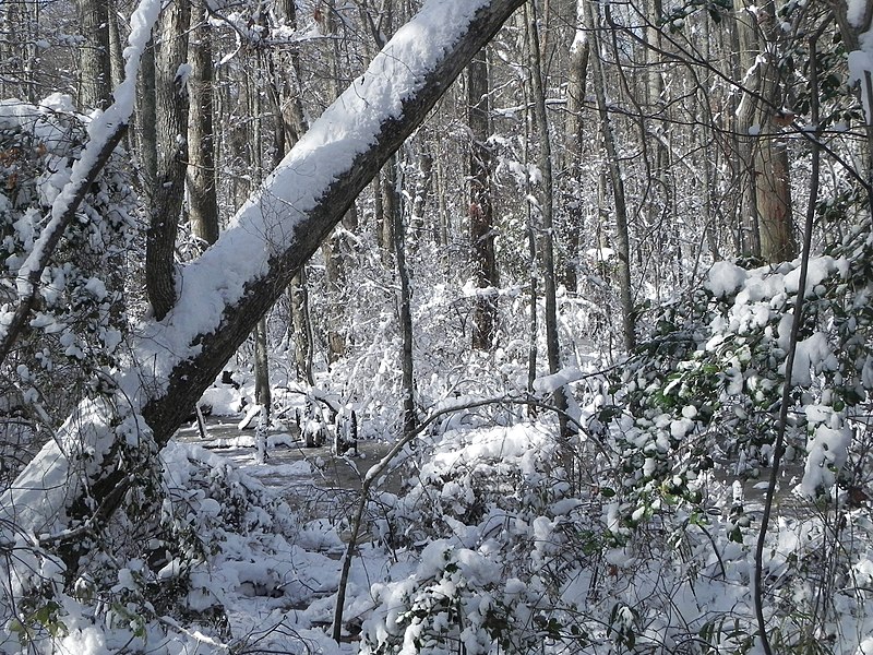 File:FL Swamp covered in Snow (5304138726).jpg