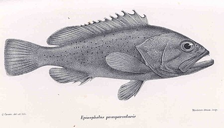 FMIB 36042 Eipnephelus praeopercataris.jpeg