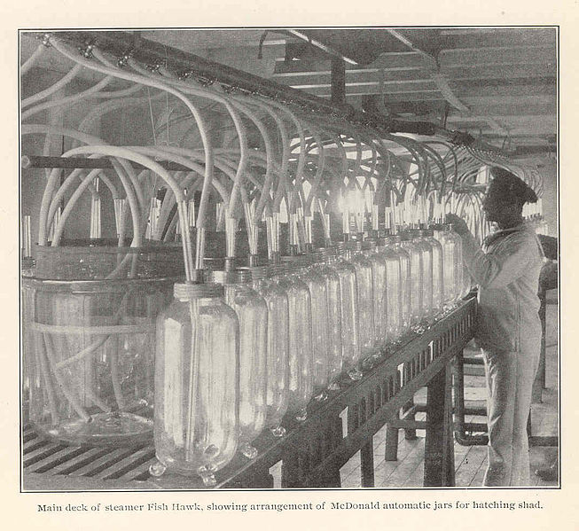 File:FMIB 42354 Main deck of steamer Fish Hawk, showing arrangement of McDonald automatic jars for hatching shad.jpeg