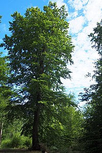 Buk zwyczajny (Fagus sylvatica), las, 2018-07-02