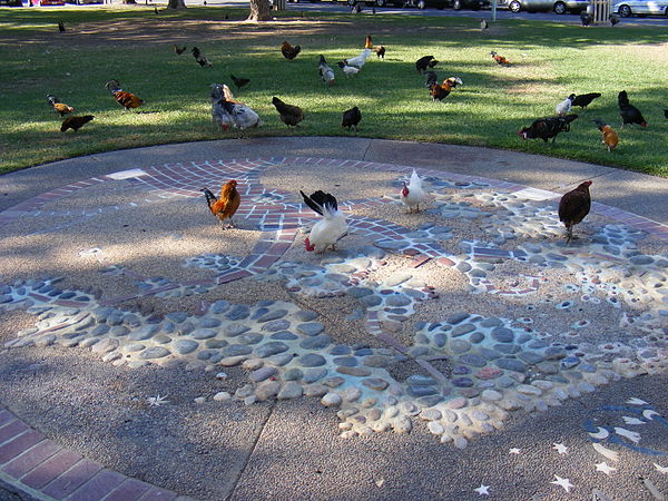 Chickens running free in Fair Oaks village.