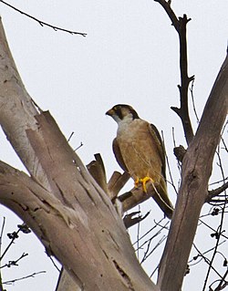 Falco Fasciinucha: Descripción, Comportamiento, Hábitat y distribución