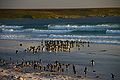 Falkland Islands Penguins 19.jpg
