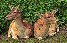 Fallow deer Fallow Deer (Dama dama).jpg