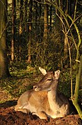 Fallow Deer in the German wood.jpg