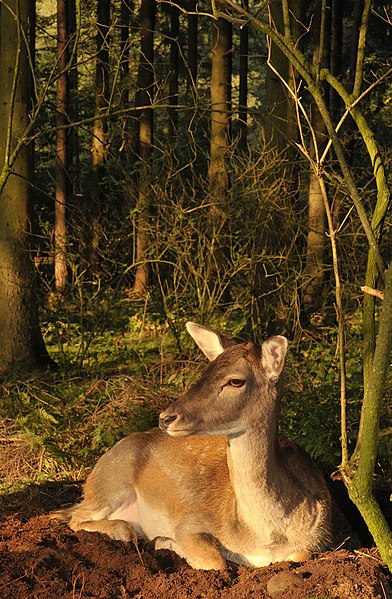 File:Fallow Deer in the German wood.jpg