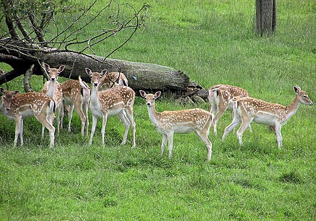 Fallow deer arp