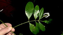 Faramea biflora J. G. Jardim & Zappi (9206209351).jpg