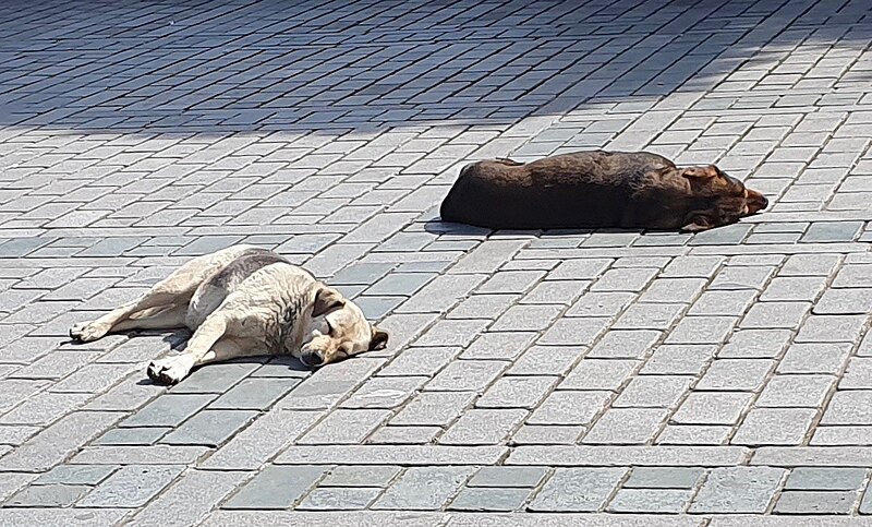 File:Feral dogs in Istanbul.jpg