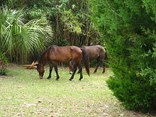 Cumberland horses among the vegetation on the island Feral horse pair.jpg