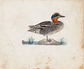 Eurasian Teal