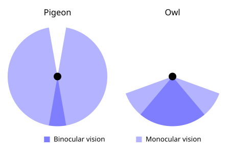 ไฟล์:Fieldofview-pigeon-owl.svg