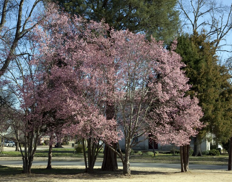 File:First signs of spring in Capitol Park in Tuscaloosa, Alabama LCCN2010637735.tif