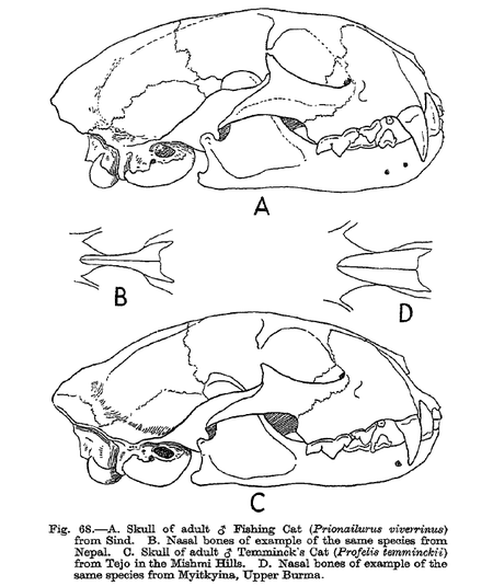 ไฟล์:Fishing&goldencatskulls.png