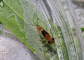 <i>Leucrocuta</i> Genus of mayflies