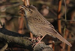 Flickr - Rainbirder - Grasshopper Warbler (Locustella naevia) (1).jpg