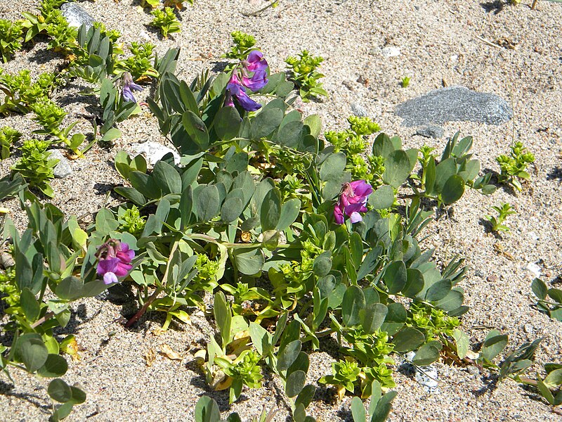 File:Flora on island Kylmapihlaja 2.jpg