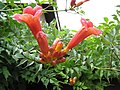 Campsis radicans