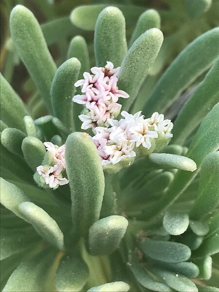 File:Flowers in Aruba 11 07 13 276000.jpeg