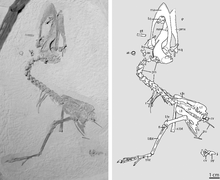 Second known specimen Fluvioviridavis platyrhamphus.png