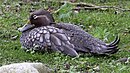 aves De Argentina