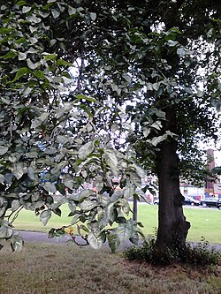 Foliage of unidentified Ulmus cultivar. Duncan Place, Edinburgh.jpg