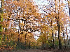 Forest of Mervent-Vouvant